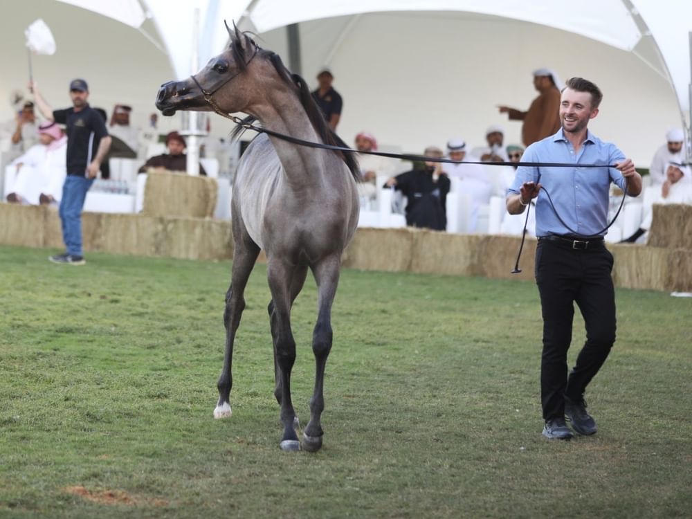 Dubai Arabian Horse Stud Auction generates AED 5.5 million in sales
