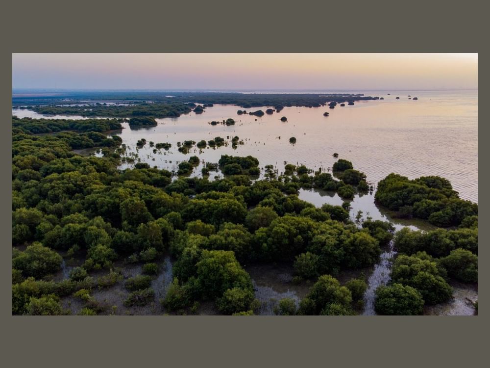 هيئة البيئة – أبوظبي تتعاون مع "إينبيكس–جودكو" لتعزيز أبحاث أشجار القرم 