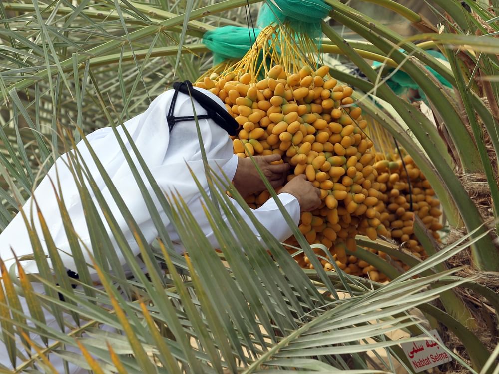 Célébration Annuelle De La Saison Des Dattes Aux Émirats Arabes Unis ...