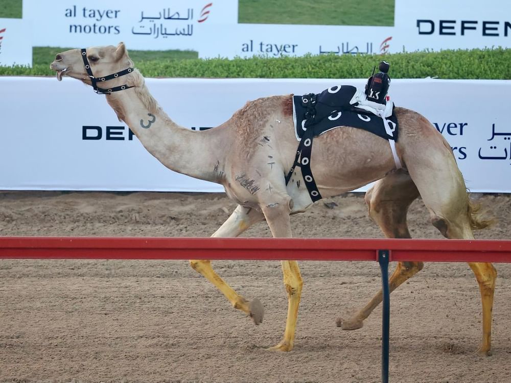 ختام منافسات هجن الشيوخ بمهرجان ولي عهد دبي