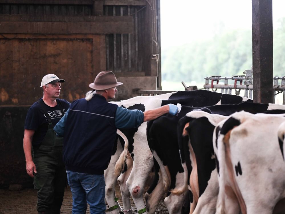 New virus detected among cattle in southern Germany