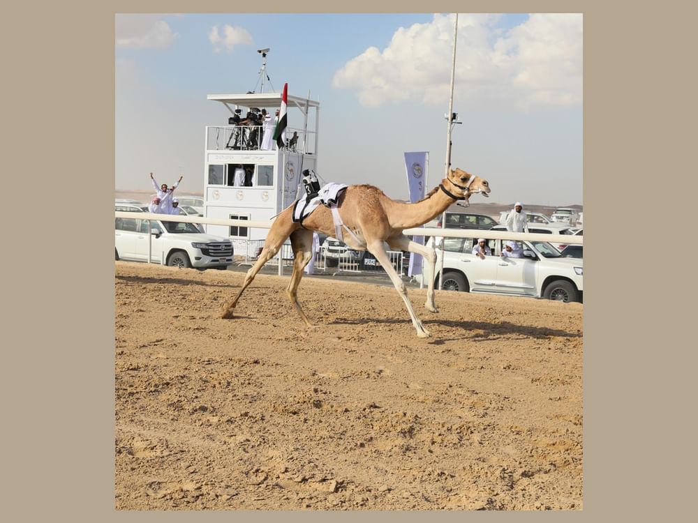 مهرجان الظفرة الرابع لسباقات الهجن ينطلق غداً 