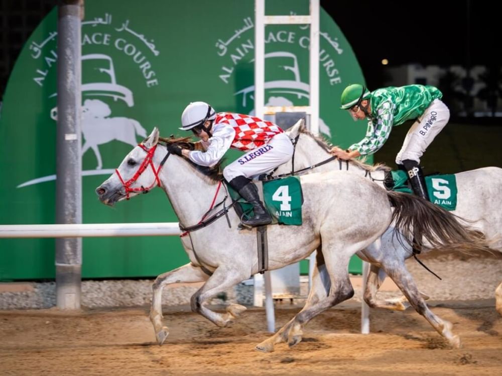 142 خيلا تتنافس في "السباق العاشر" على مضمار العين 