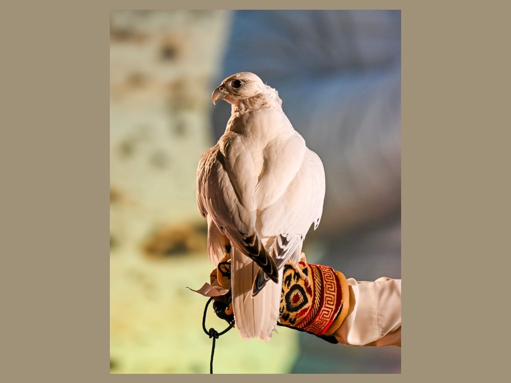 مشاركة كبيرة في انطلاق مسابقة مزاينة كأس رئيس الدولة للصقور