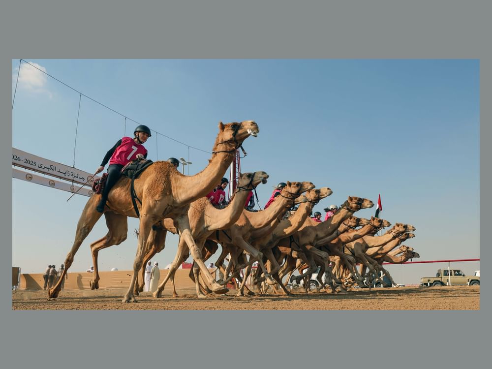 اختتام منافسات "السباق التراثي" بمهرجان جائزة زايد الكبرى للهجن