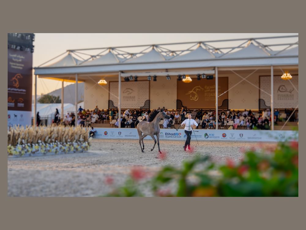 برعاية ولي عهد الفجيرة /انطلاق النسخة العاشرة من بطولة الفجيرة الدولية للخيل العربي