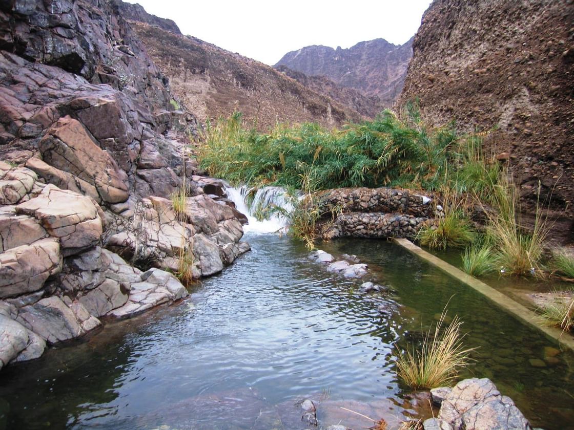 محمية وادي الوريعة تعزز موقعها في مسارات الهجرة الإقليمية للطيور 