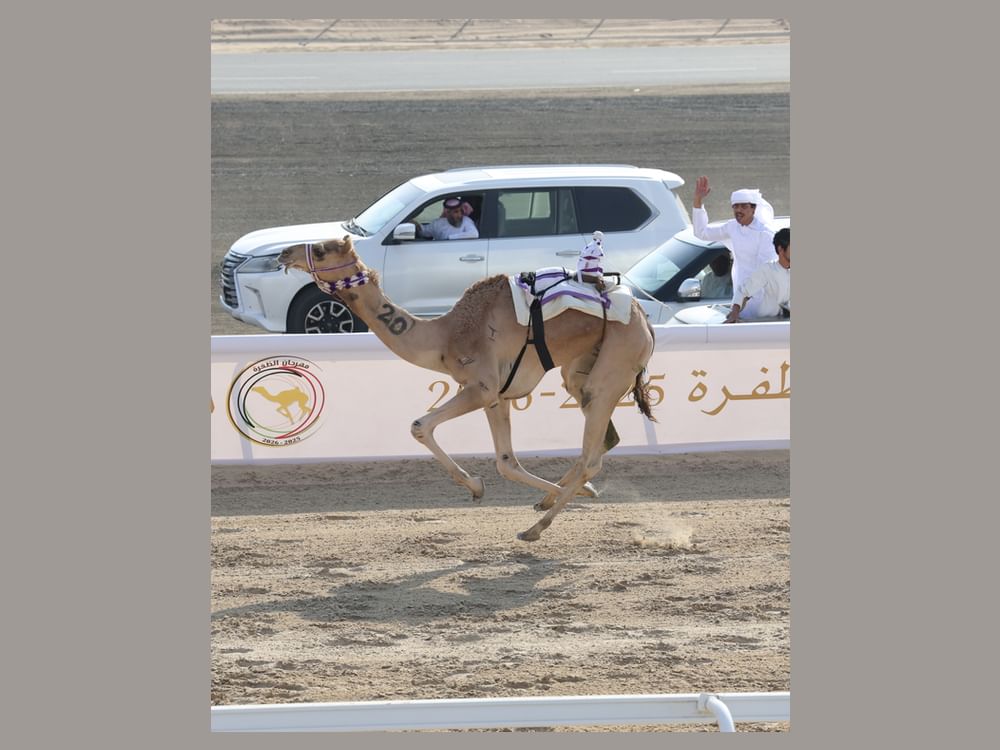 "مهرة" و"مهدي" يحصدان كأس وبندقية اللقايا بمهرجان الظفرة للهجن