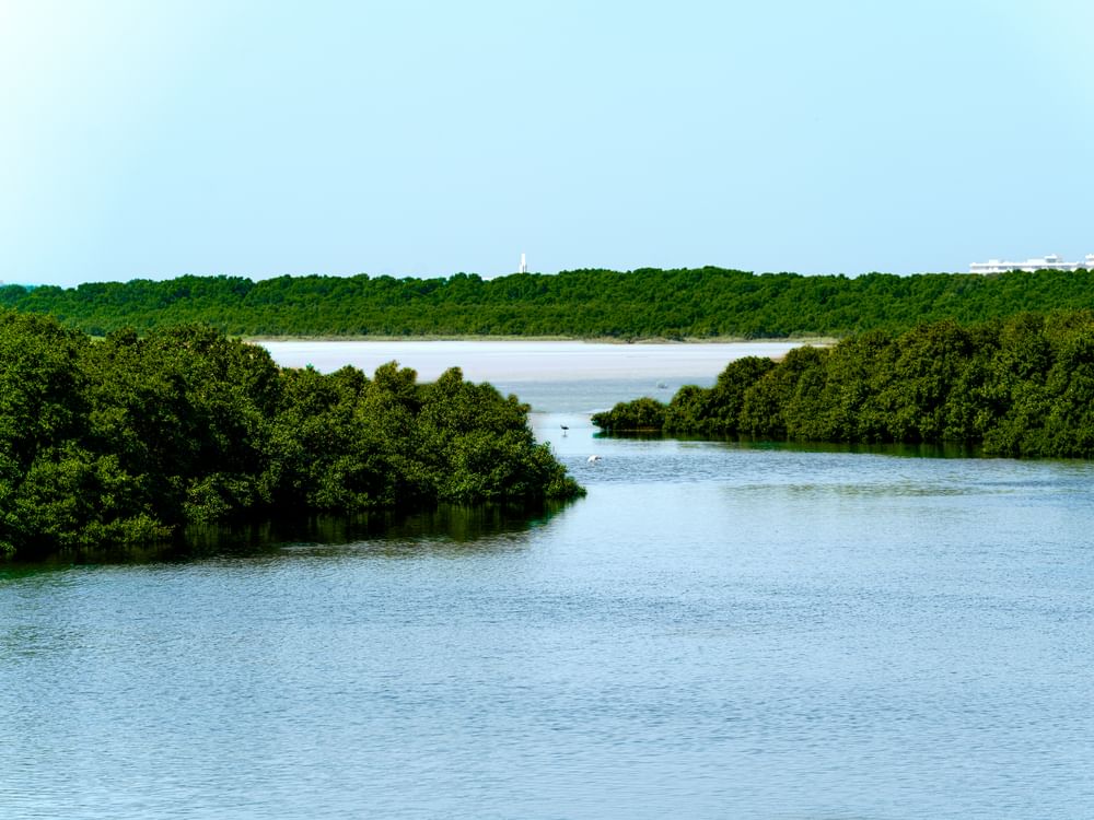 دائرة البلدية والتخطيط بعجمان ترتقي بالبيئة وجودة الحياة عبر برامج مبتكرة