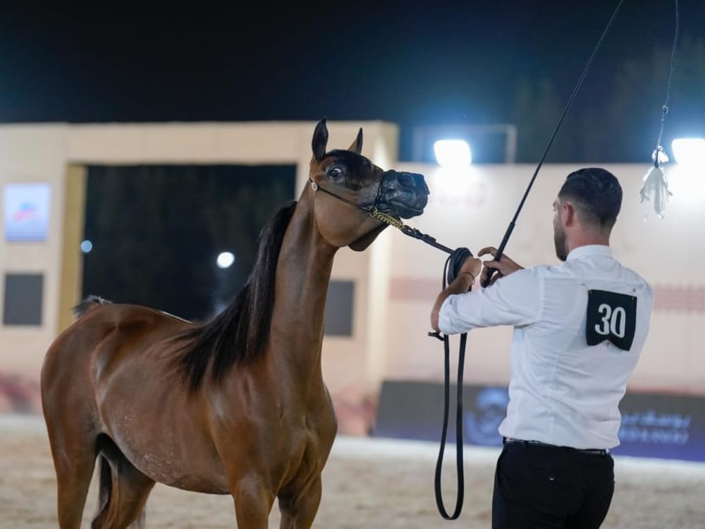 منافسات قوية في اليوم الأول لكأس الإمارات العالمي لجمال الخيل العربية بالبحرين