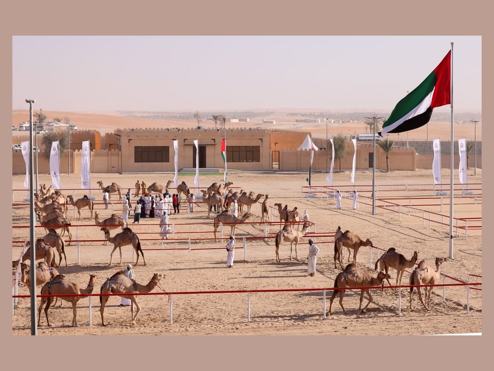 مهرجان الظفرة.. درة مزاينات الإبل ووجهة الأصالة والتراث