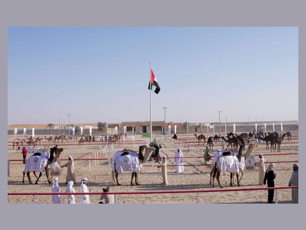 تتويج الفائزين بمزاينة مهرجان الظفرة الختامي