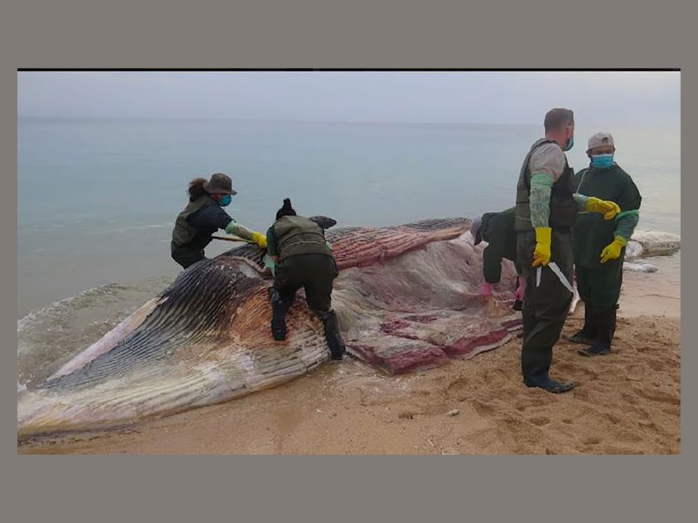 L'EPAA conclut une étude sur l'impact des polluants et des métaux lourds sur la mort des baleines