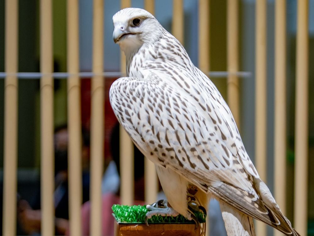 La Agencia de Medio Ambiente de Abu Dabi amplía la temporada de cetrería 2025-2026