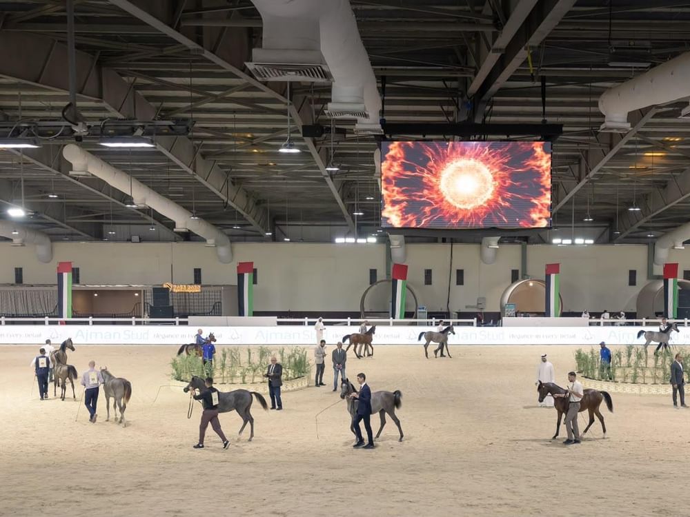 انطلاقة قوية لبطولة الإمارات الوطنية لجمال الخيل العربية بمشاركة 500 خيل