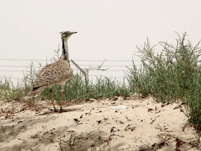 محميات الإمارات الطبيعية/ درع الوقاية في مواجهة التغييرات المناخية