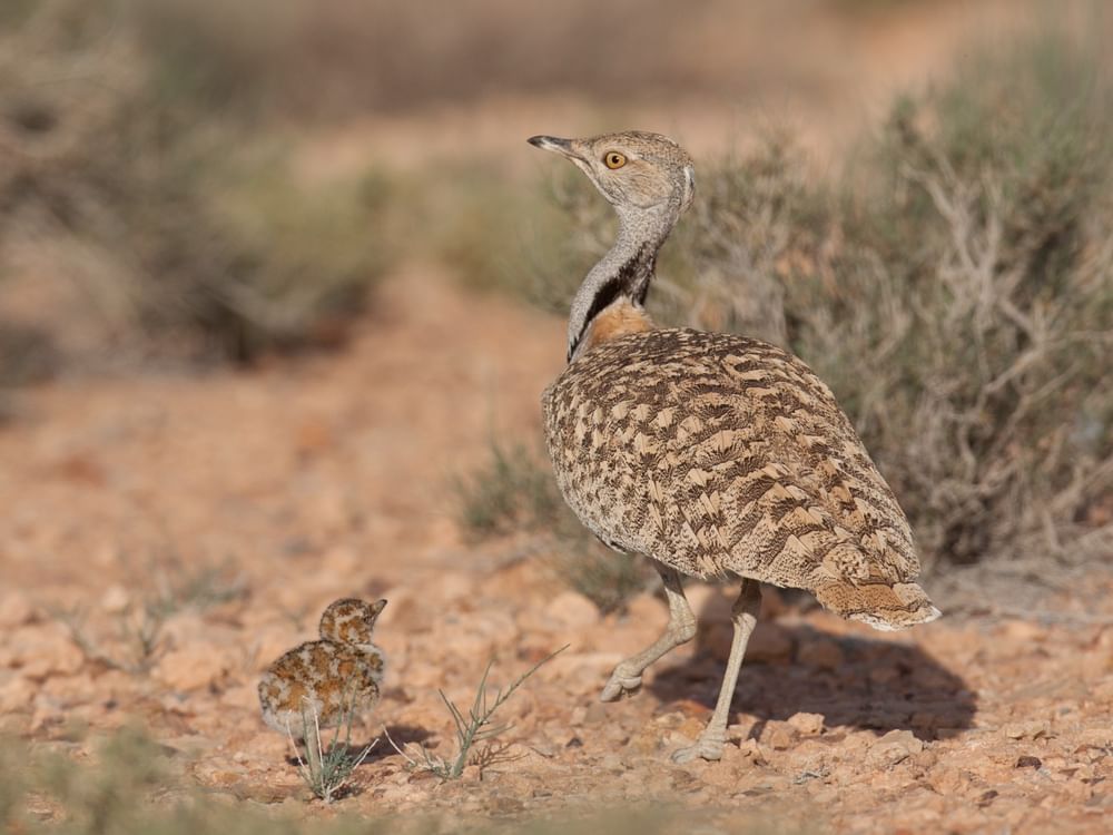 IFHC launches Houbara Breeders Support Initiative at ADIHEX 2026
