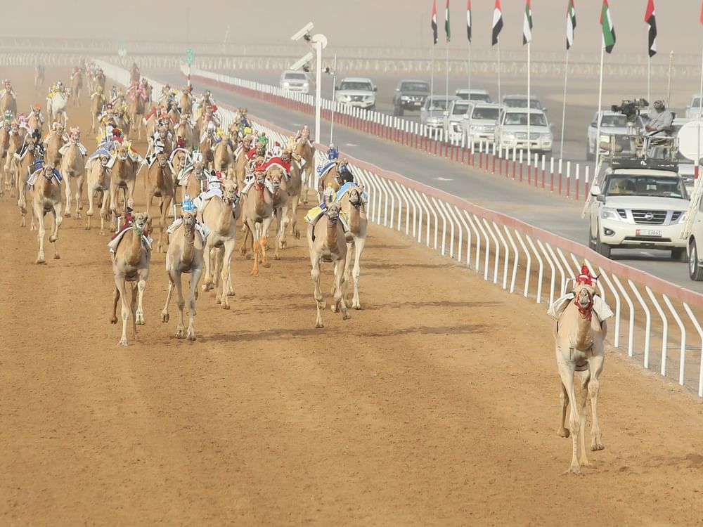165 شوطاً في الجولة الـ2 لمهرجان العين لسباقات الهجن