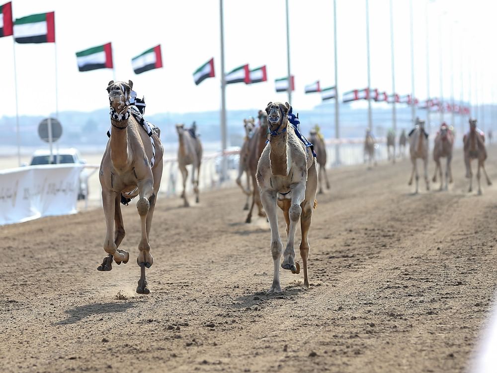 منافسات جائزة "زايد الكبرى" لسباقات الهجن تنطلق غدا في "ميدان الوثبة"