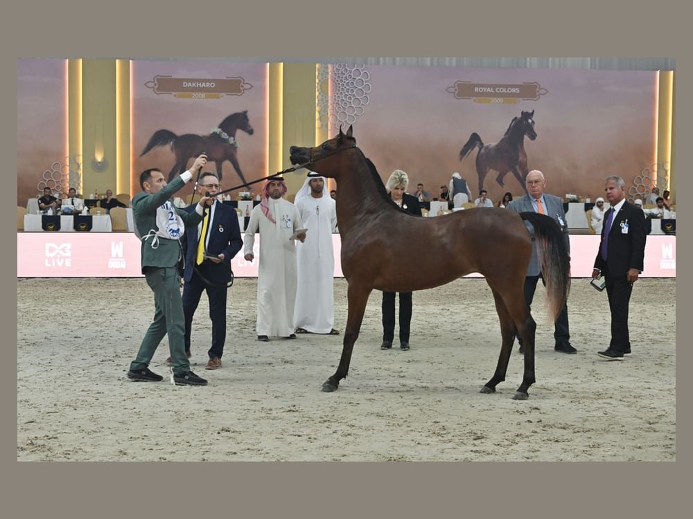 Dubai International Arabian Horse Championship launches with global flair