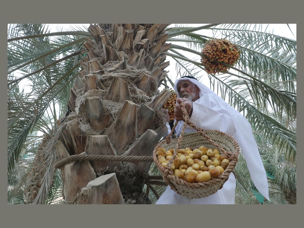 من موسم الرطب إلى موسم التمور.. أهداف مشتركة لصون الموروث الزراعي
