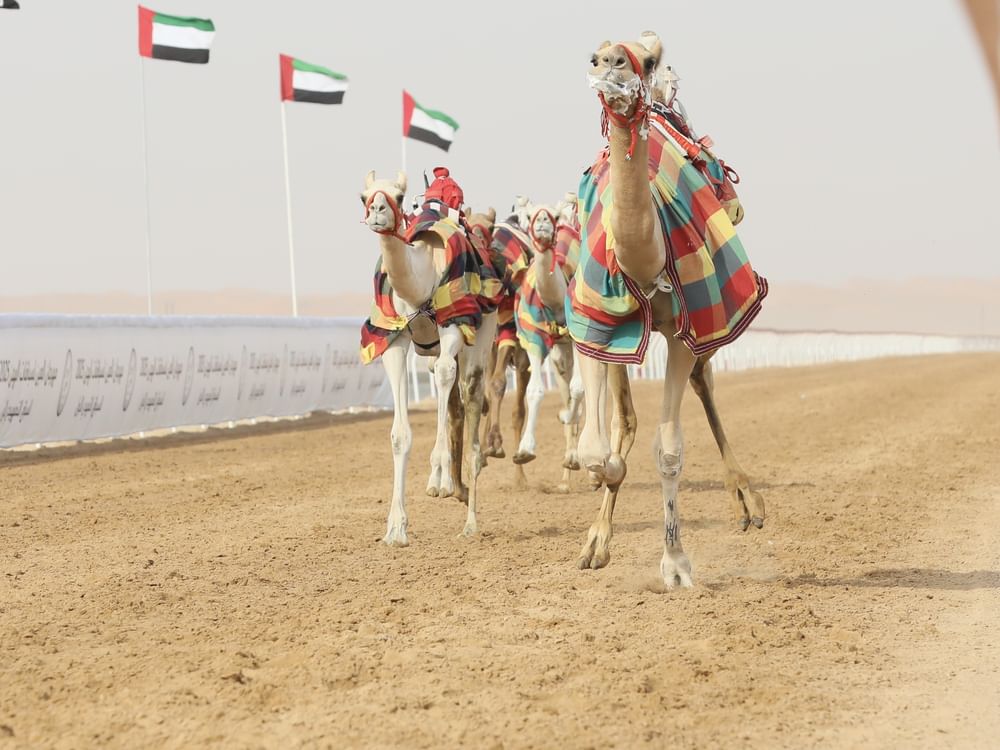"الذيبة" و"الشارد" يتألقان في مهرجان العين للهجن