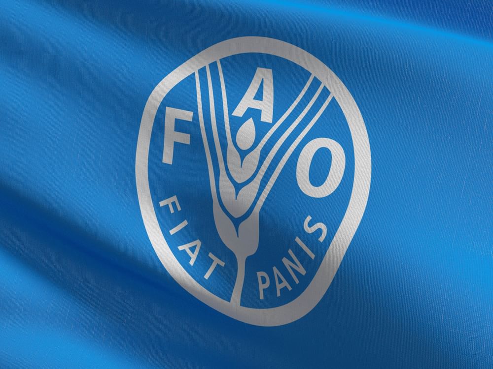 Global rice output in 2024/25 likely to expand by 1.5% to record high of 543.6 million tonnes: FAO