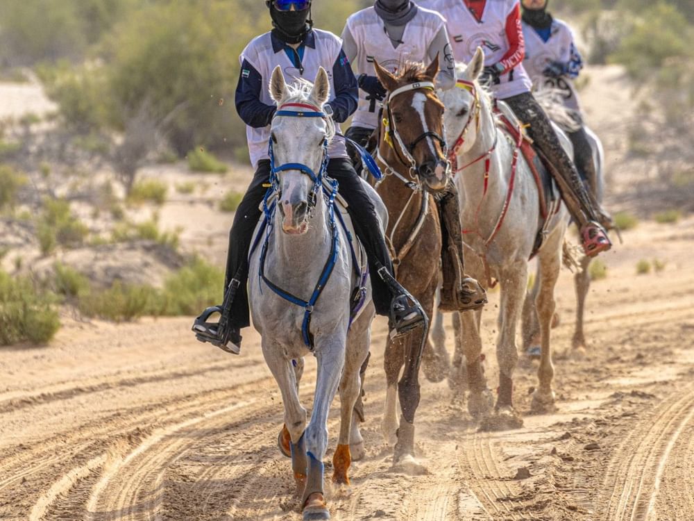 افتتاح كأس رئيس الدولة للقدرة غدا بقرية الإمارات العالمية بالوثبة
