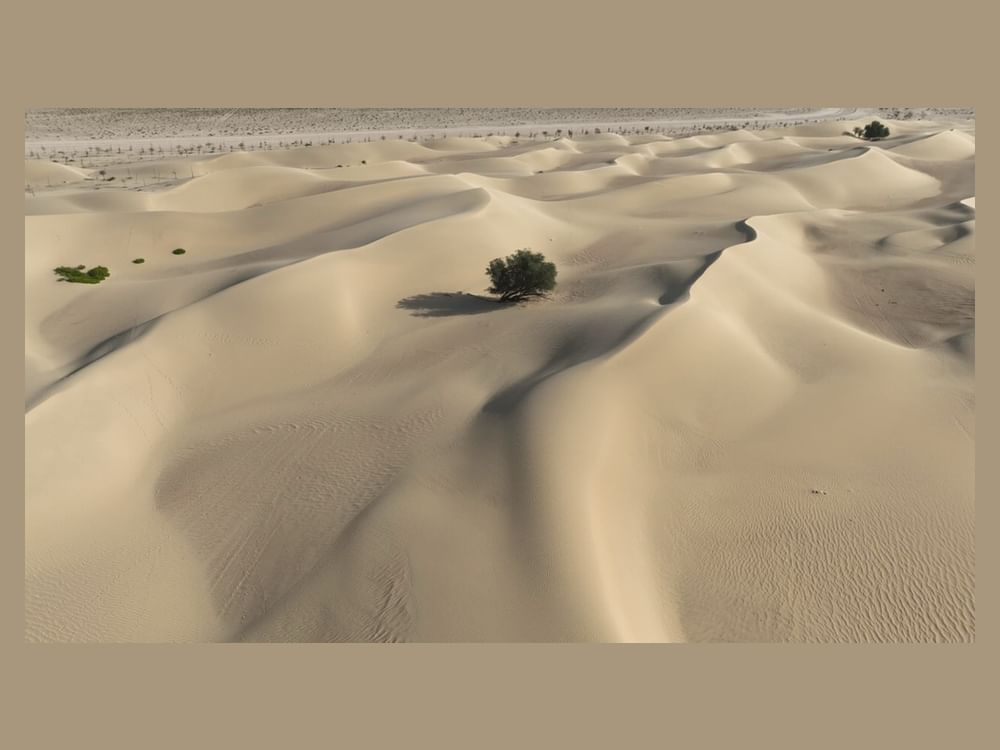 Dubai Desert Conservation Reserve safeguards biodiversity, natural heritage: Report