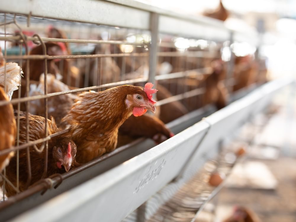 Brazil confirms first bird flu outbreak in commercial poultry farm
