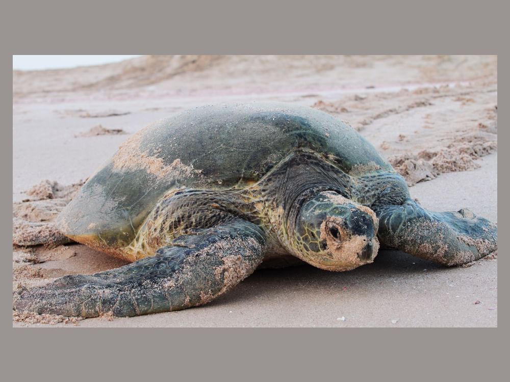 EAD records Abu Dhabi's first rare green turtle nest