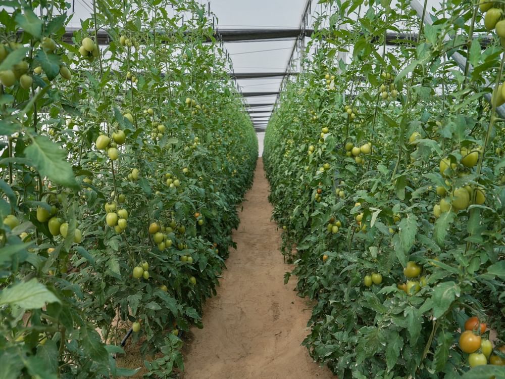 إطلاق برنامج الريادة الزراعية 2026 لتعزيز الابتكار وتمكين الشركات الناشئة