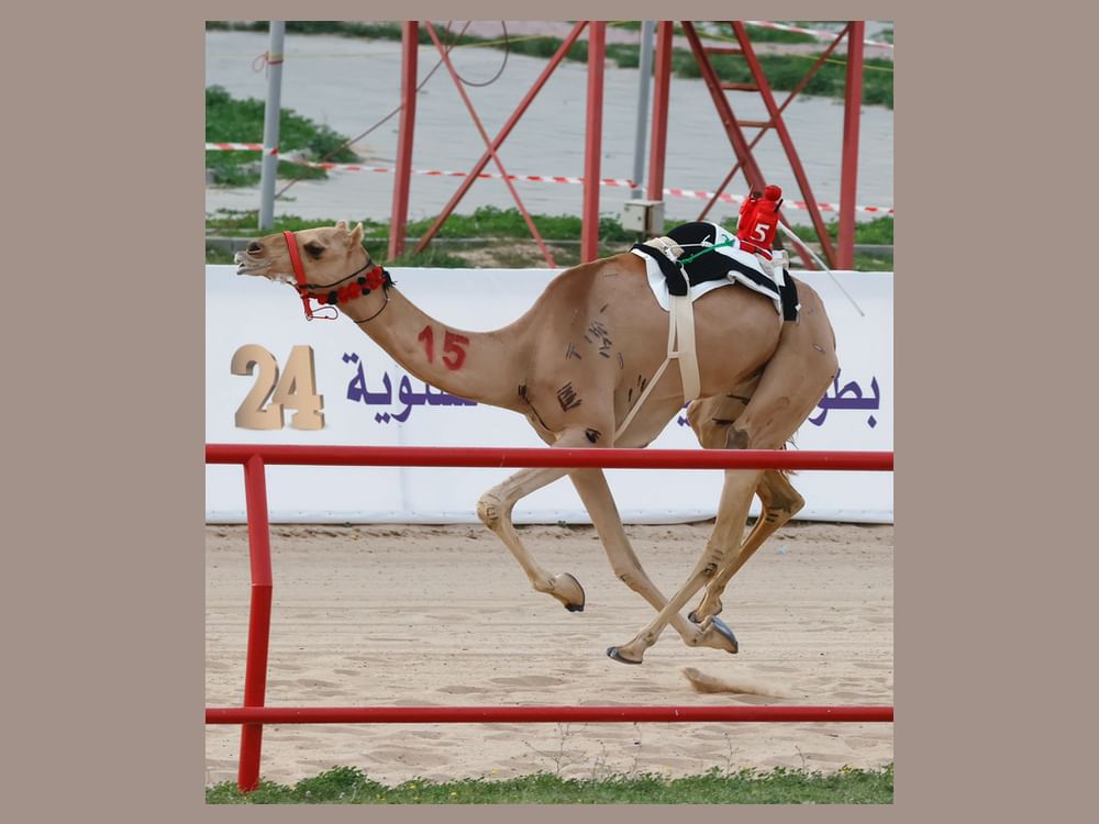 "هجن الرئاسة" تتألق في بطولة الكويت الدولية وتحصد" السيف" و" الخنجر"
