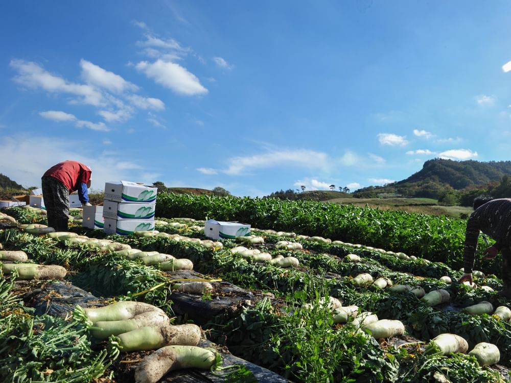 Korea's exports of food, agro products hit all-time high in Q1