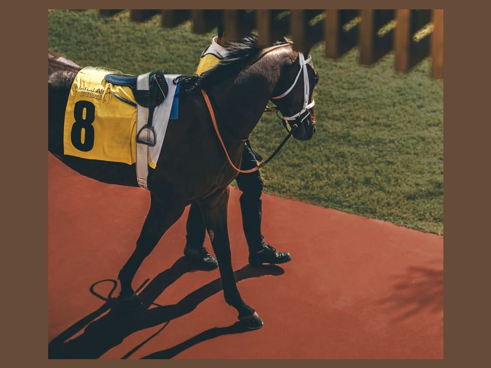 مضمار جبل علي يستضيف غدا السباق الثامن بمشاركة 96 خيلاً