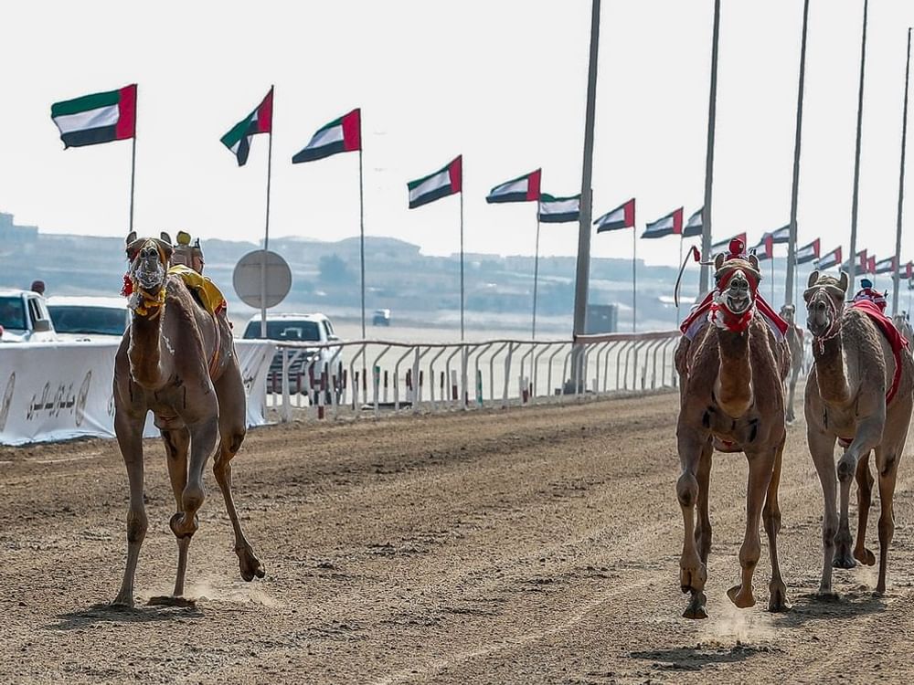 اتحاد سباقات الهجن.. تاريخ من الإنجازات والمبادرات في خدمة التراث