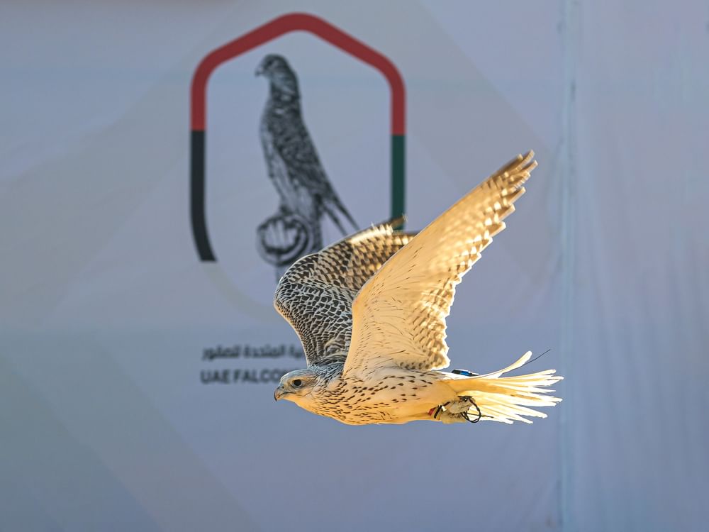 Emirates Falcons International Cup to mark launch as annual event starting from 2025–2026 season
