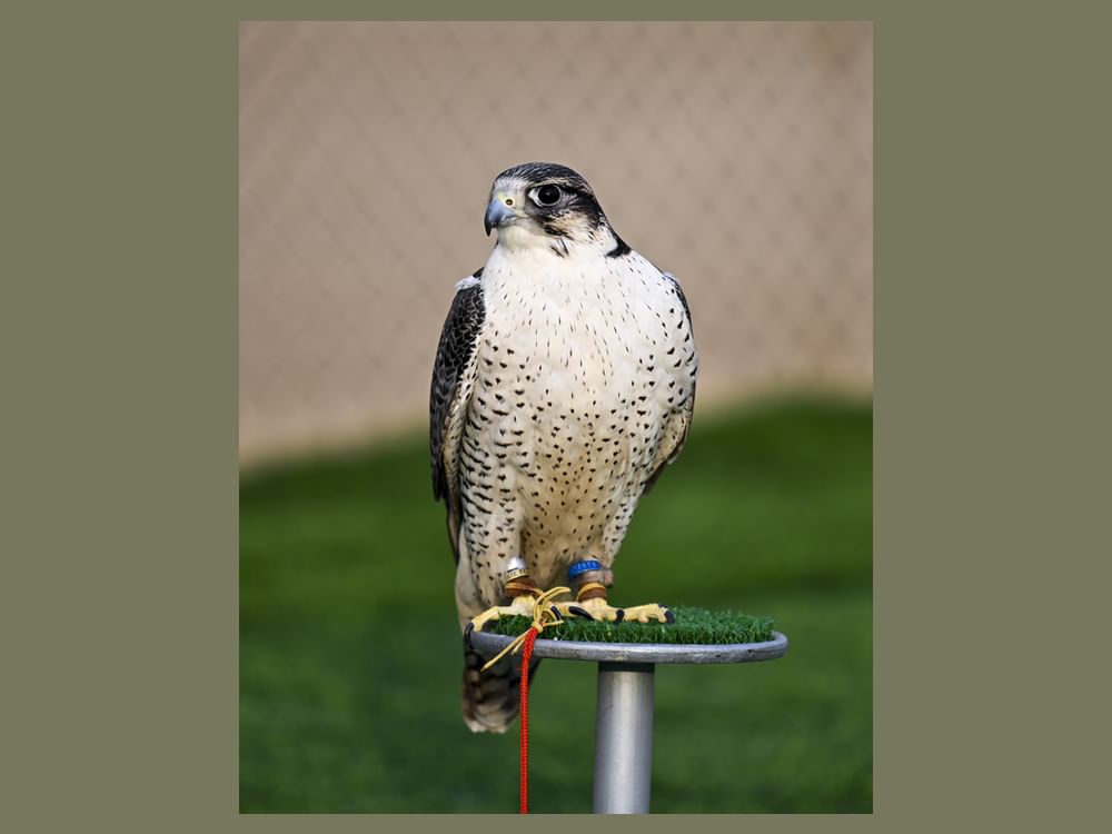  بطولة ألعاب الماسترز" أبوظبي 2026" للصيد بالصقور تنطلق غدا