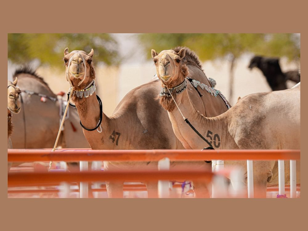 19th Al Dhafra Festival to take place in Abu Dhabi