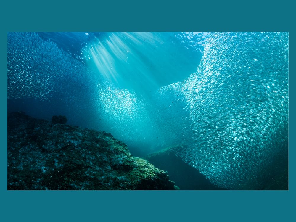 Environment Agency–Abu Dhabi records 97.4% Sustainable Fisheries Index