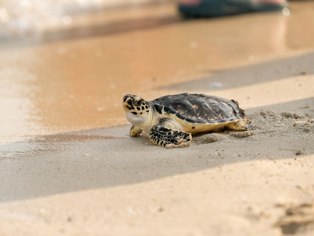 63 rehabilitated turtles released back into wild in Dubai as part of ...