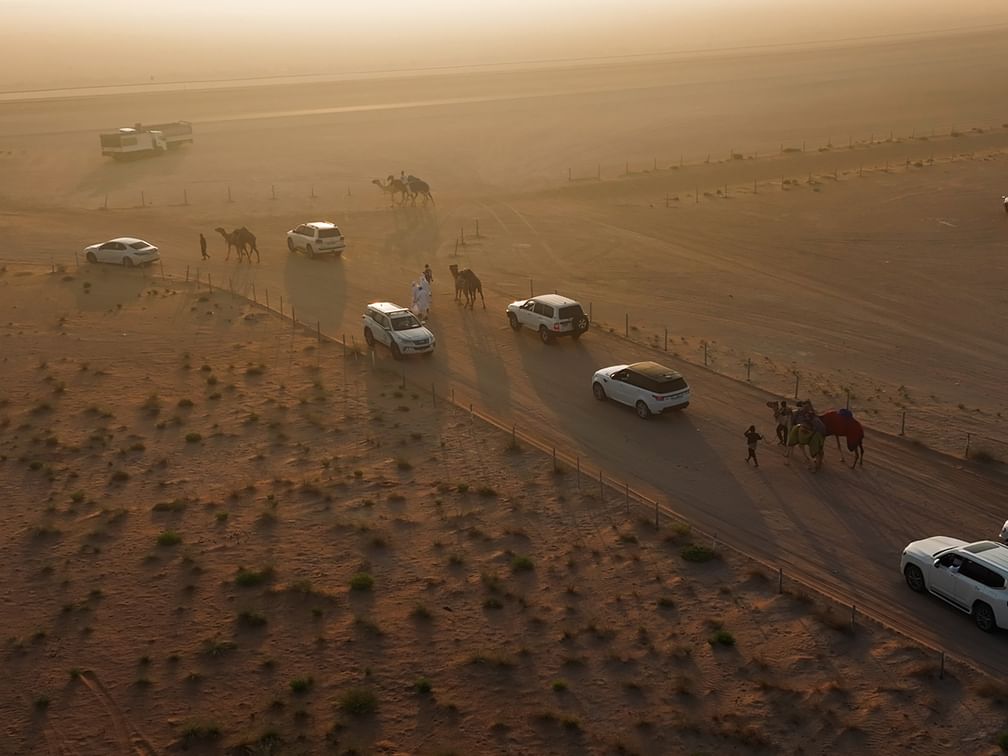 انطلاق أولى محطات مزاينات مهرجان الظفرة بدورته الـ 19من سويحان غدا
