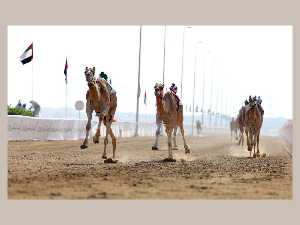 "المدينة" و"مبشر" يحصدان "رموز الثنايا" في جائزة زايد الكبرى للهجن