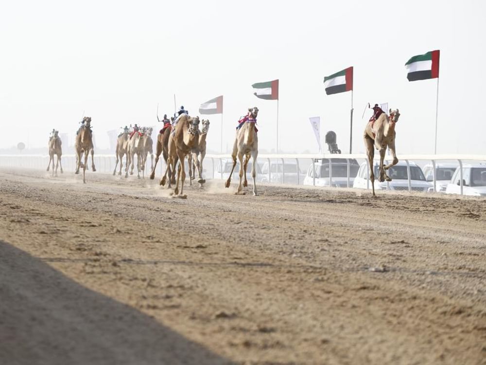 Terceiro Festival de Corrida de Camelos de Al Dhafra terá 100 provas