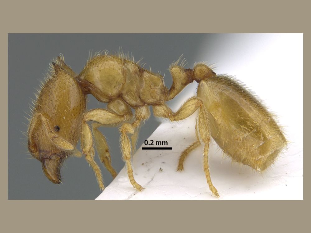 EPAA Sharjah announces discovery of new, rare ant species in Wadi Shees