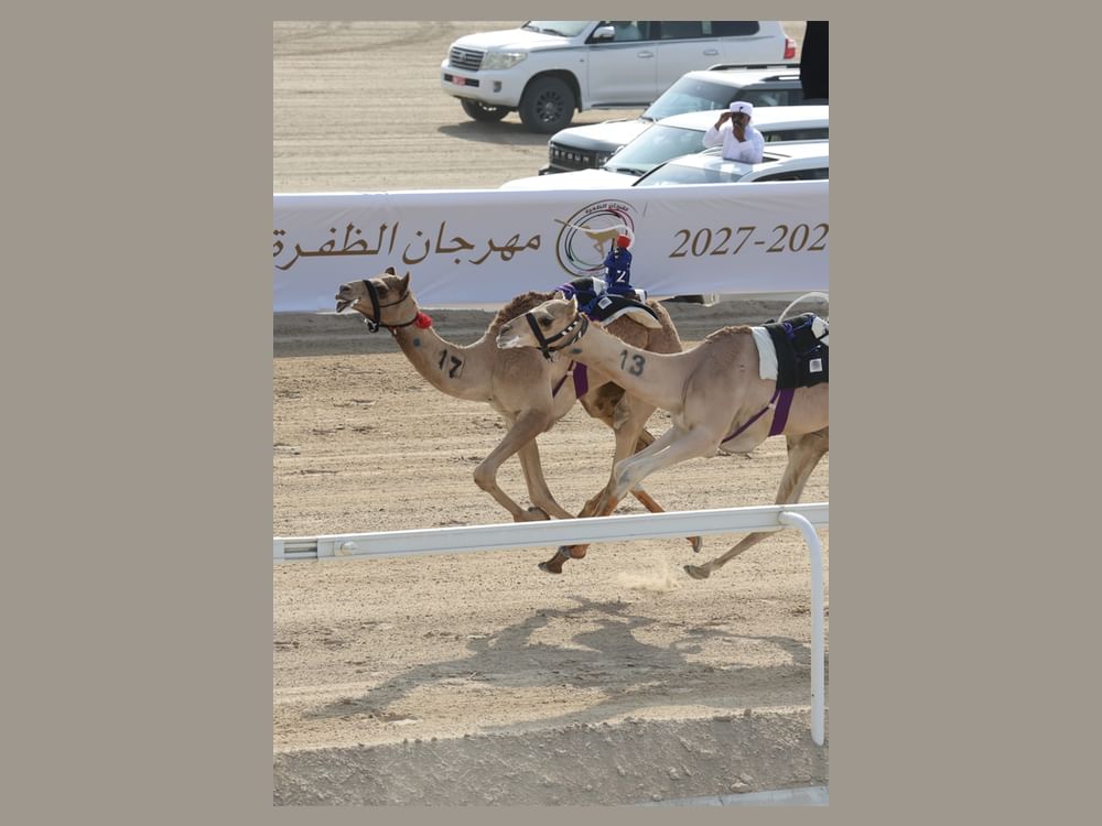 انطلاق مهرجان الظفرة لسباقات الهجن 2026 
