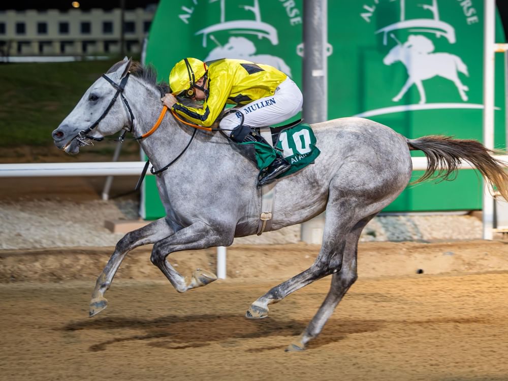 "الخيول العربية" تتنافس في 8 أشواط على مضمار العين للفروسية