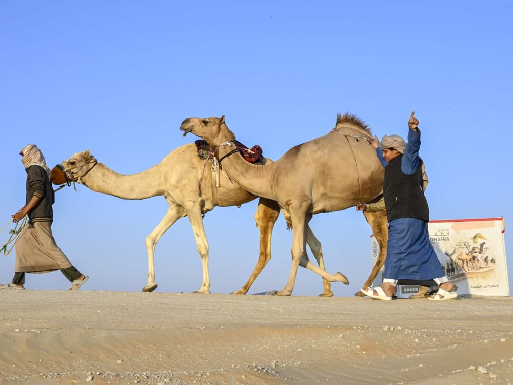 منافسات قوية في أشواط الإيذاع بمزاينة مهرجان الظفرة