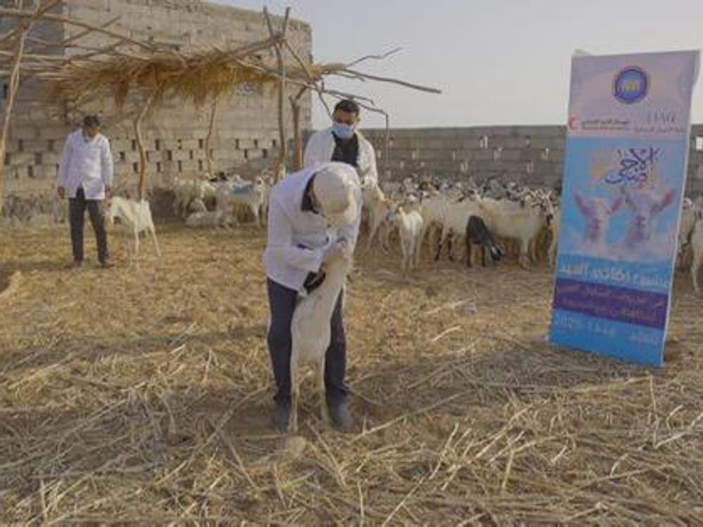 "الهلال الأحمر" تدعم مشروع الأضاحي في محافظتين يمنيتين