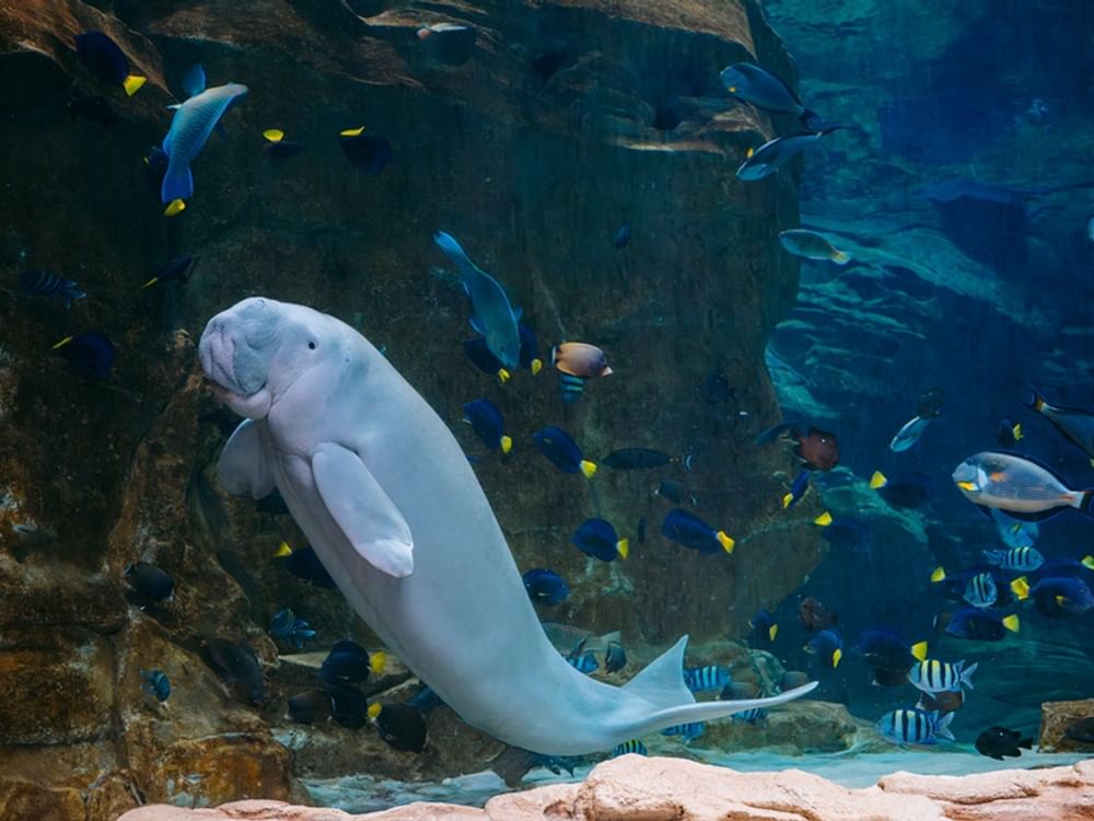 Yas SeaWorld Research & Rescue Centre welcomes over 650 participants to ‘One Ocean Run: Mission Dugong’